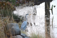 Onze tuin bewoners