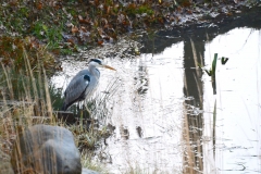 Onze tuin bewoners
