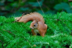 Onze tuin bewoners