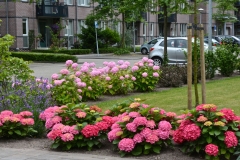 Tuin-Mariaplein-website