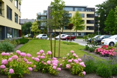 Tuin-Mariaplein-website