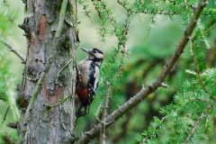 Onze tuin bewoners