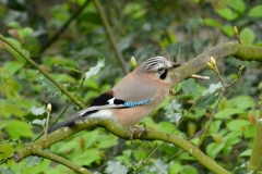 Onze tuin bewoners