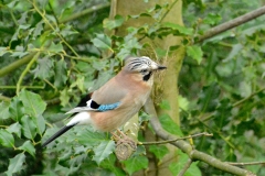 Onze tuin bewoners