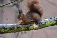 Onze tuin bewoners
