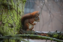 Onze tuin bewoners