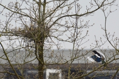 Onze tuin bewoners