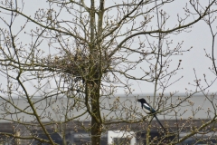 Onze tuin bewoners